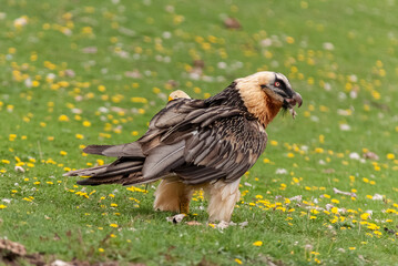 Gypaète barbu,.Gypaetus barbatus, Bearded Vulture