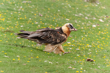 Gypaète barbu,.Gypaetus barbatus, Bearded Vulture