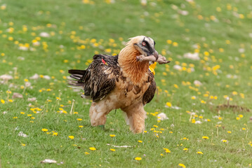 Gypaète barbu,.Gypaetus barbatus, Bearded Vulture