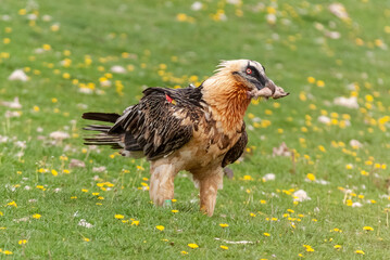 Gypaète barbu,.Gypaetus barbatus, Bearded Vulture
