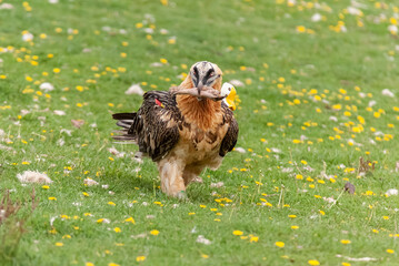 Gypaète barbu,.Gypaetus barbatus, Bearded Vulture