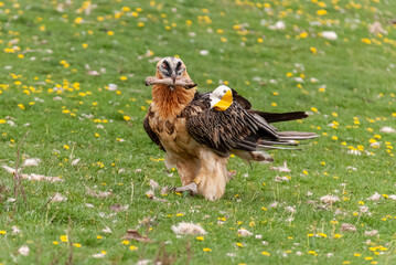 Gypaète barbu,.Gypaetus barbatus, Bearded Vulture