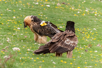 Gypaète barbu, immature, adulte, .Gypaetus barbatus, Bearded Vulture