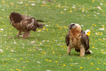 Gypaète barbu, immature, adulte, .Gypaetus barbatus, Bearded Vulture