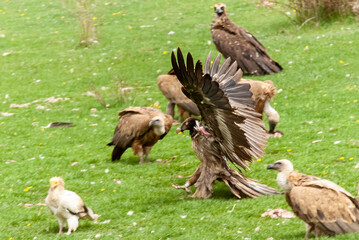 Gypaète barbu, immature, .Gypaetus barbatus, Bearded Vulture