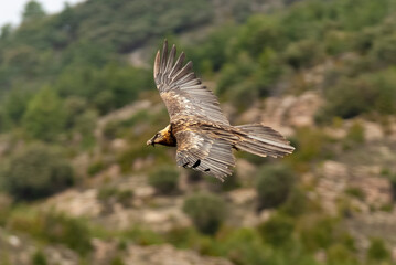 Gypaète barbu,.Gypaetus barbatus, Bearded Vulture