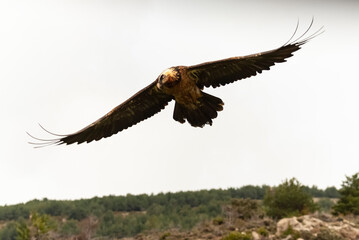 Gypaète barbu,.Gypaetus barbatus, Bearded Vulture
