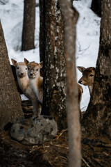 Naklejka na ściany i meble Amazing deers in the winter forest staying together in high qhality wildlife photography.