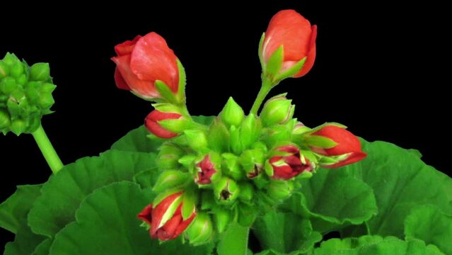 Time lapse of opening red geranium flower isolated on black background
