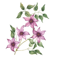 branch of clematis with flowers