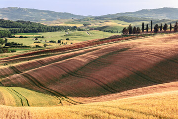 Fototapeta premium Complex and intricate landscaping of fields in Tuscany. Val d'Orcia, Italy
