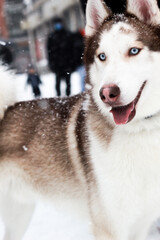 siberian husky dog