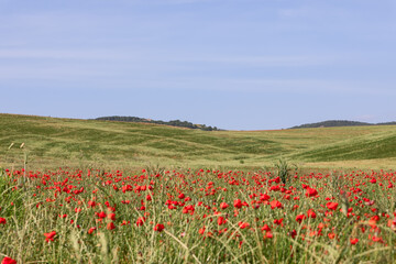 Huge poppy grove among the green hills of Tuscany, Italy