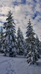Pine forest, winter season. Snowy forest in sunny day. Winter landscapes. Blue sky, white snow and green pine forest.