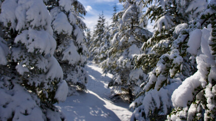 Pine forest, winter season. Snowy forest in sunny day. Winter landscapes. Blue sky, white snow and green pine forest.