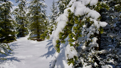 Pine forest, winter season. Snowy forest in sunny day. Winter landscapes. Blue sky, white snow and green pine forest.