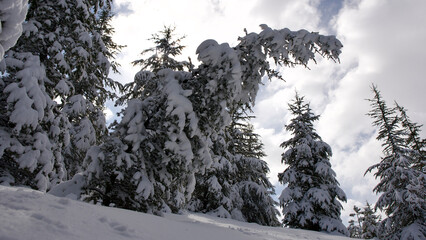 Pine forest, winter season. Snowy forest in sunny day. Winter landscapes. Blue sky, white snow and green pine forest.