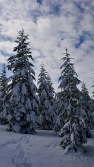 Pine forest, winter season. Snowy forest in sunny day. Winter landscapes. Blue sky, white snow and green pine forest.