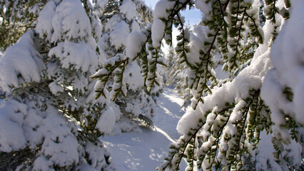 Pine forest, winter season. Snowy forest in sunny day. Winter landscapes. Blue sky, white snow and green pine forest.