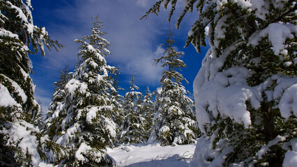 Pine forest, winter season. Snowy forest in sunny day. Winter landscapes. Blue sky, white snow and green pine forest.