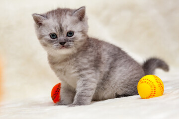 Cute smoky kitten British breed sits next to toy balls and looks into the camera