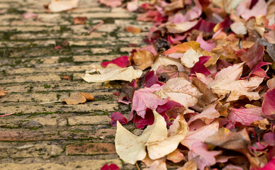 Naklejka na ściany i meble Hojas de otoño en el suelo