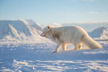 Lis polarny, południowy Spitsbergen