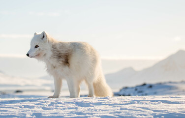 Lis polarny, południowy Spitsbergen