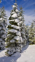 Pine forest, winter season. Snowy forest in sunny day. Winter landscapes. Blue sky, white snow and green pine forest.
