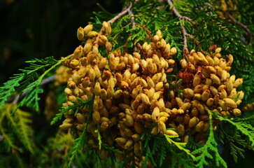Brown buds with seeds on branches of Thuja occidentalis close up.