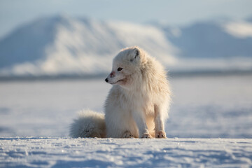 Lis polarny, południowy Spitsbergen © blackspeed