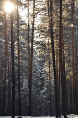 forest in winter