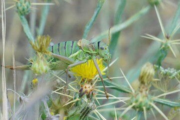 Closeup on a Western saddle-back bush cricket , Ephippiger diurnus, eating plants in the Gard, France