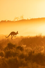 kangaroo in sunrise background in Australia outback ,silhouette kangaroo jumping in the bush with morning sunrise background.