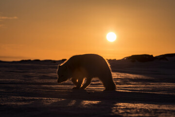 Lis polarny, południowy Spitsbergen