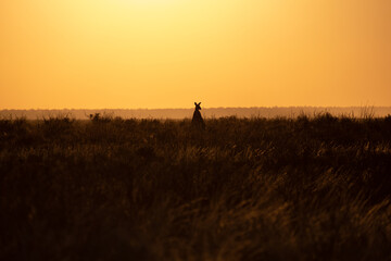 Obraz na płótnie Canvas silhouette of a kangaroo in outback with sunrise background 
