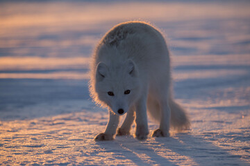 Lis polarny, południowy Spitsbergen - obrazy, fototapety, plakaty