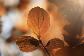 brown tree leaves in autumn season
