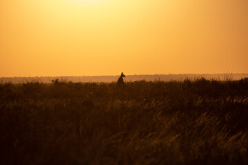 silhouette of a kangaroo in outback sunrise background 