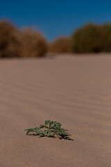 tree in the sand