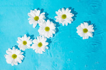 White marguerite daisies flowers in bloom floating on water surface against blue background.