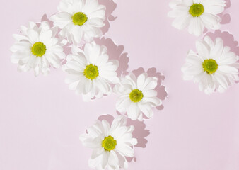 White marguerite daisies flowers in bloom floating on water surface against pink background.