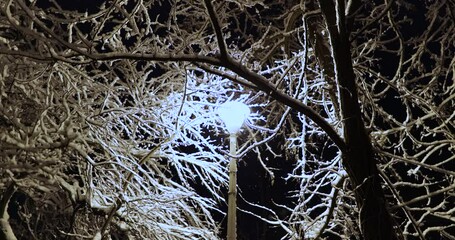 Snow-Covered Bare Tree Branches Illuminated By A Lamppost At City Park During Winter. Slow Motion - Powered by Adobe