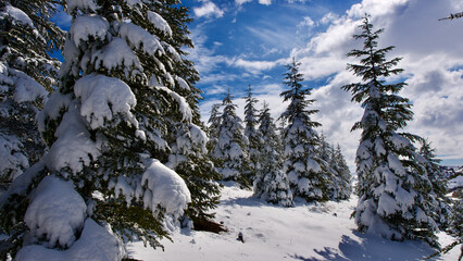 Fototapete bei efototapeten.de bestellen   