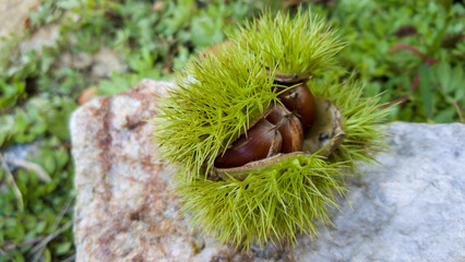 ripe chestnuts