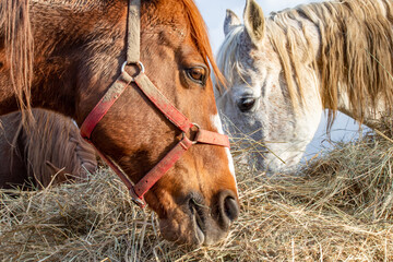 Portrait of a beautiful horses that eats dry harvested hay. Feeding livestock on the farm. Nutrition, breeding, care © Ella