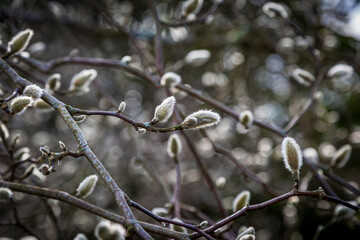 Magnolia Buds in Early Spring