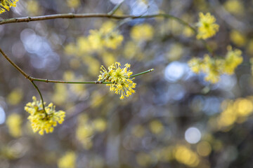 The flowers on a cornelian cherry, with a shallow depth of field