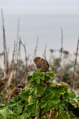 A house sparrow perched on foliage
