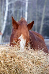 Hay for horses in winter. Nutrition, caring for animals on the farm